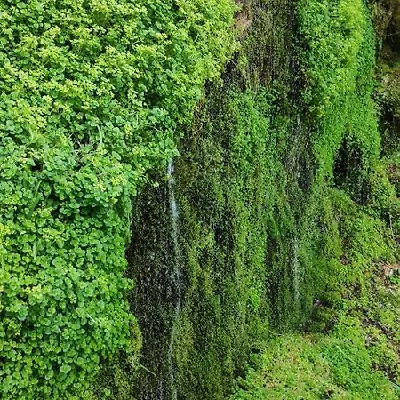 Pe Na Aldeia *