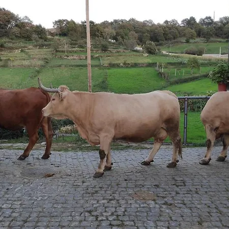 Pé Na Aldeia *
